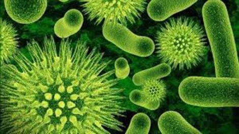 Microbiota microrganismi effettivi EM
