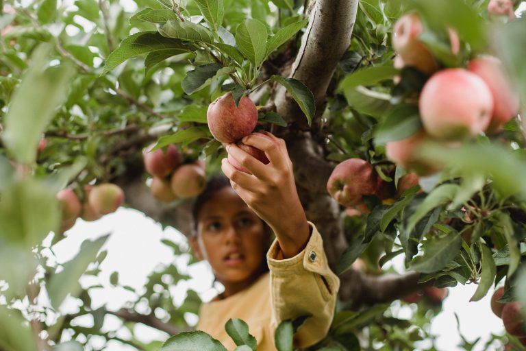 Raccolta delle mele in frutteto: frutticoltura e cura del suolo con prodotti EM®