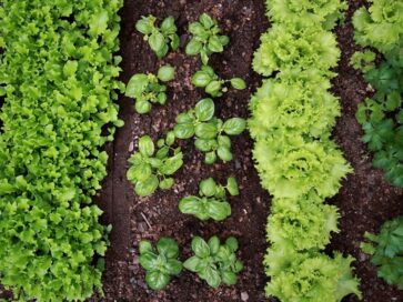 fertilizzante giardino Bokashi