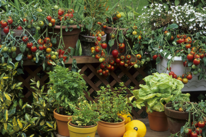 fertilizzante vegetale giardino orto