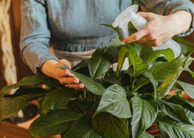 Spruzzatori per giardino